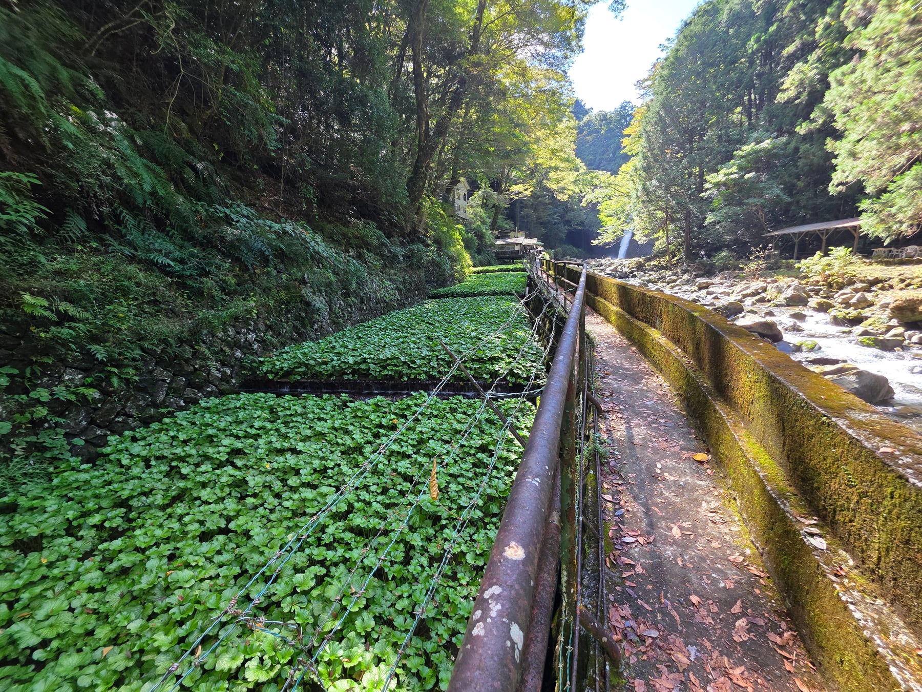 浄蓮の滝の川沿いに広がるわさび田