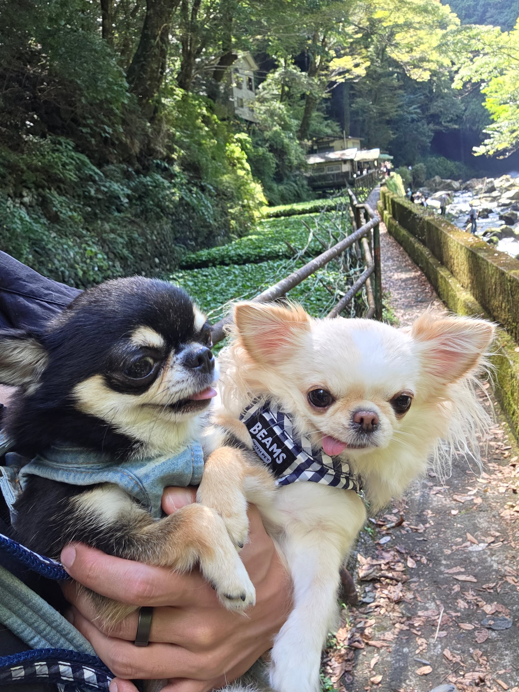 わさび田と川沿いの道を背景に抱っこされたてんとくぅ