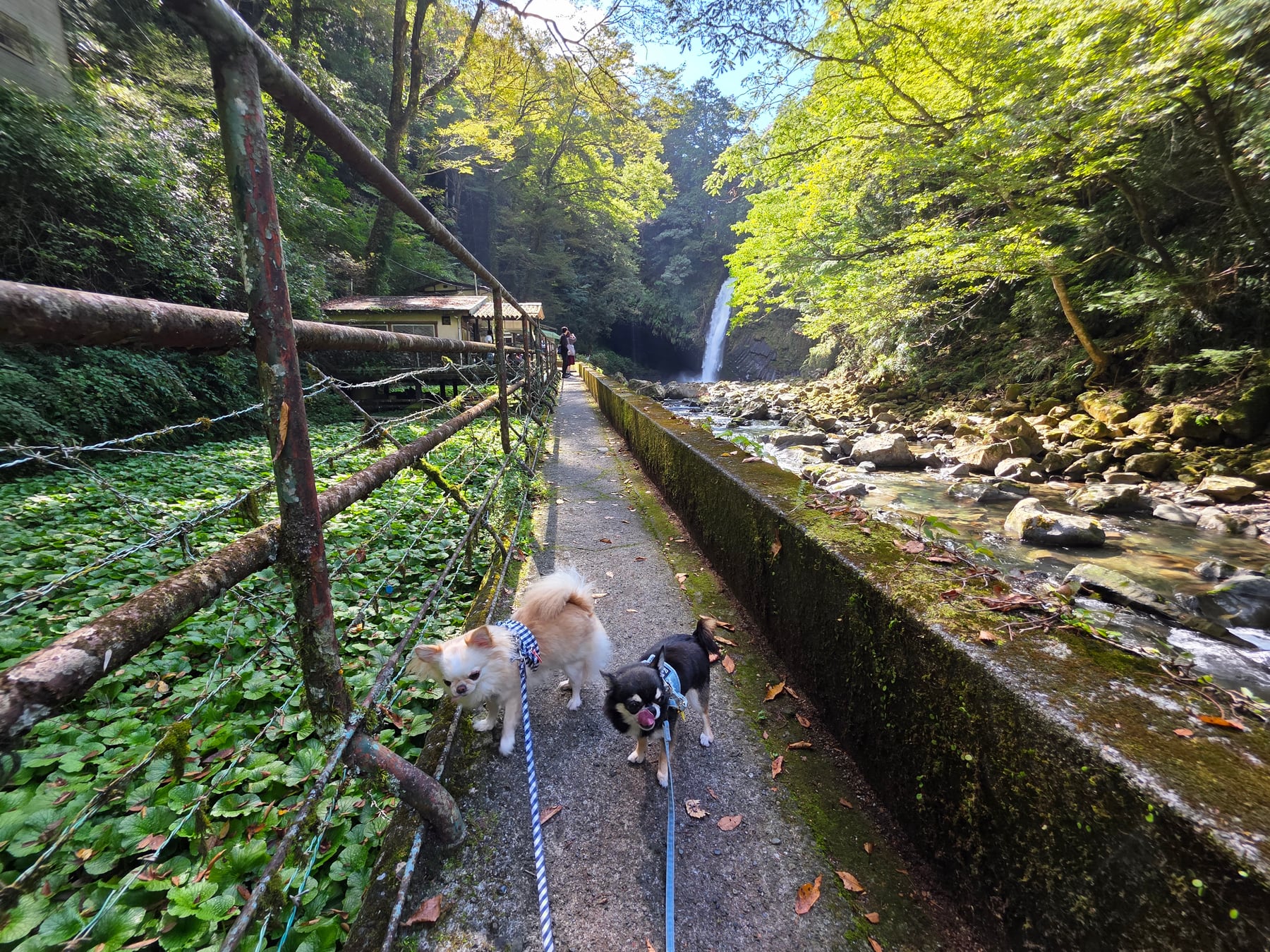 清流沿いの平らな道を歩くてんとくぅと奥に見える浄蓮の滝