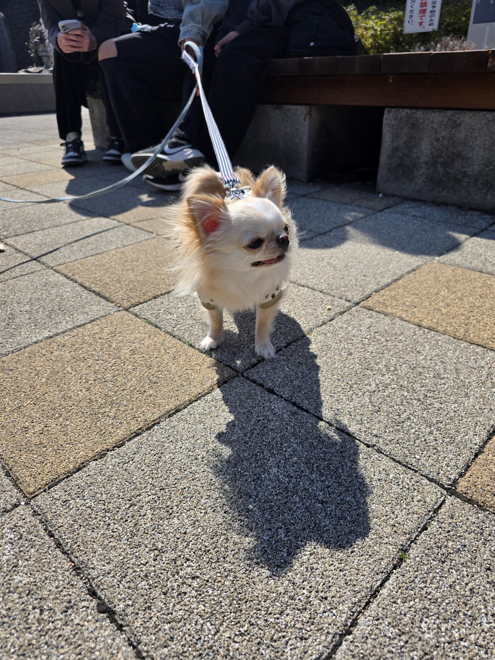 石畳の園内をお散歩するくぅ