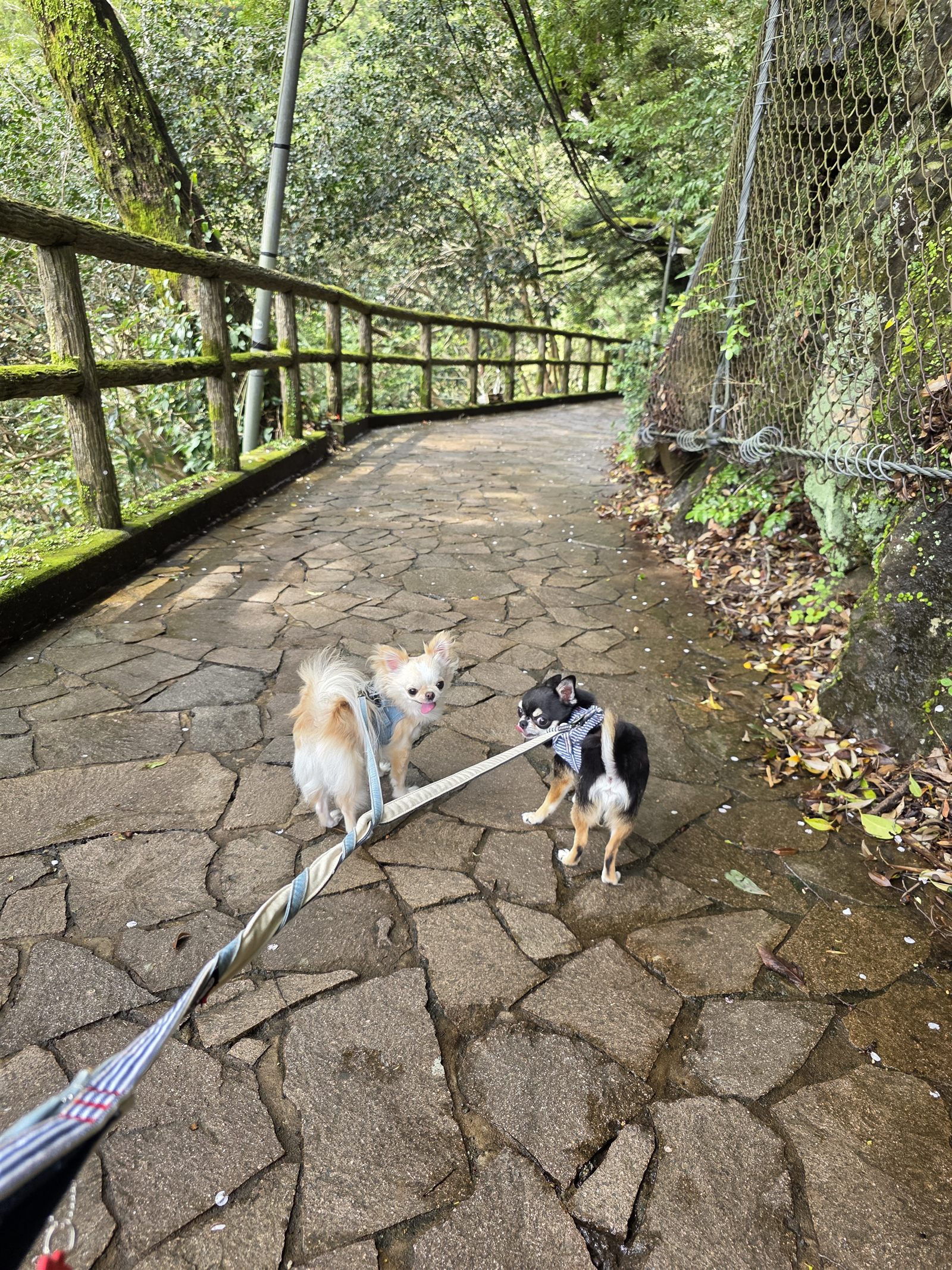 石畳の遊歩道を歩くてんとくぅ