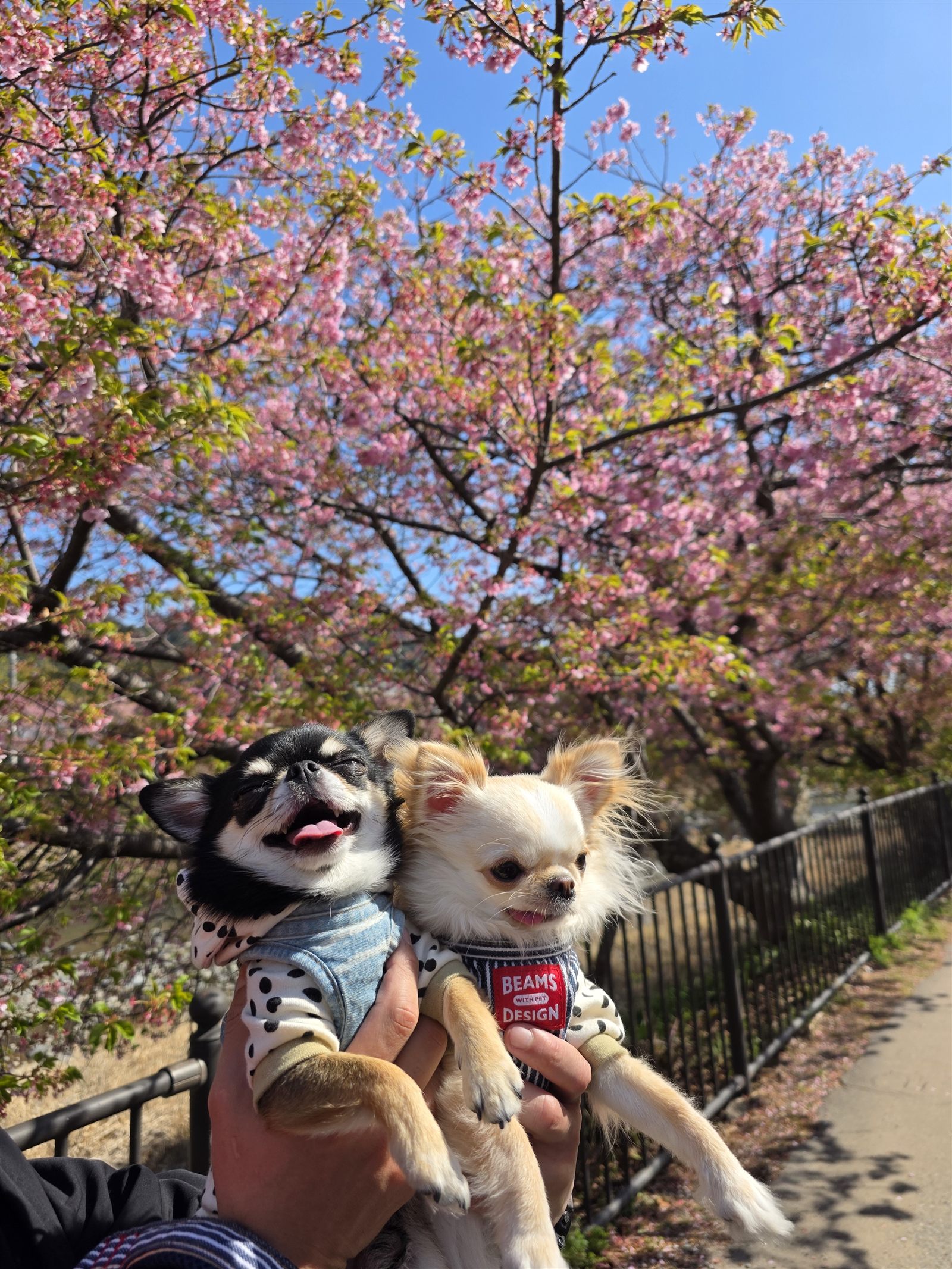 満開の河津桜の下で抱っこされるてんとくぅ