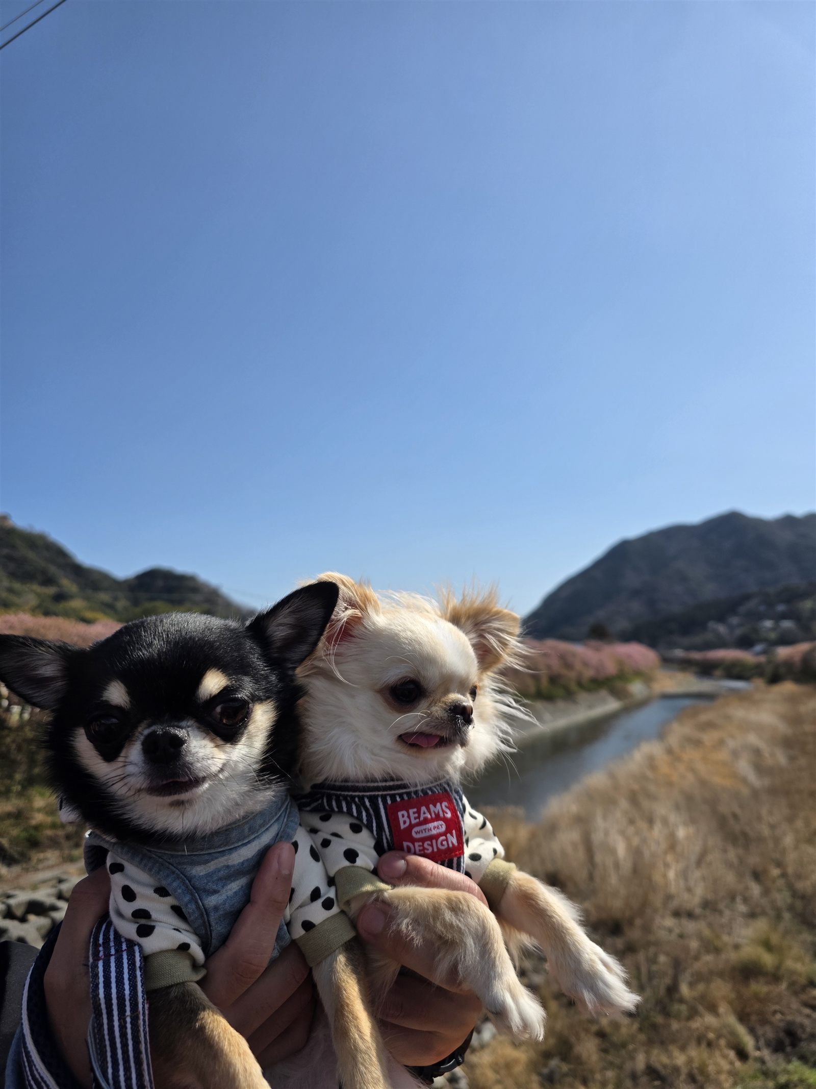 河津川沿いに続く桜並木を背にしたてんとくぅ