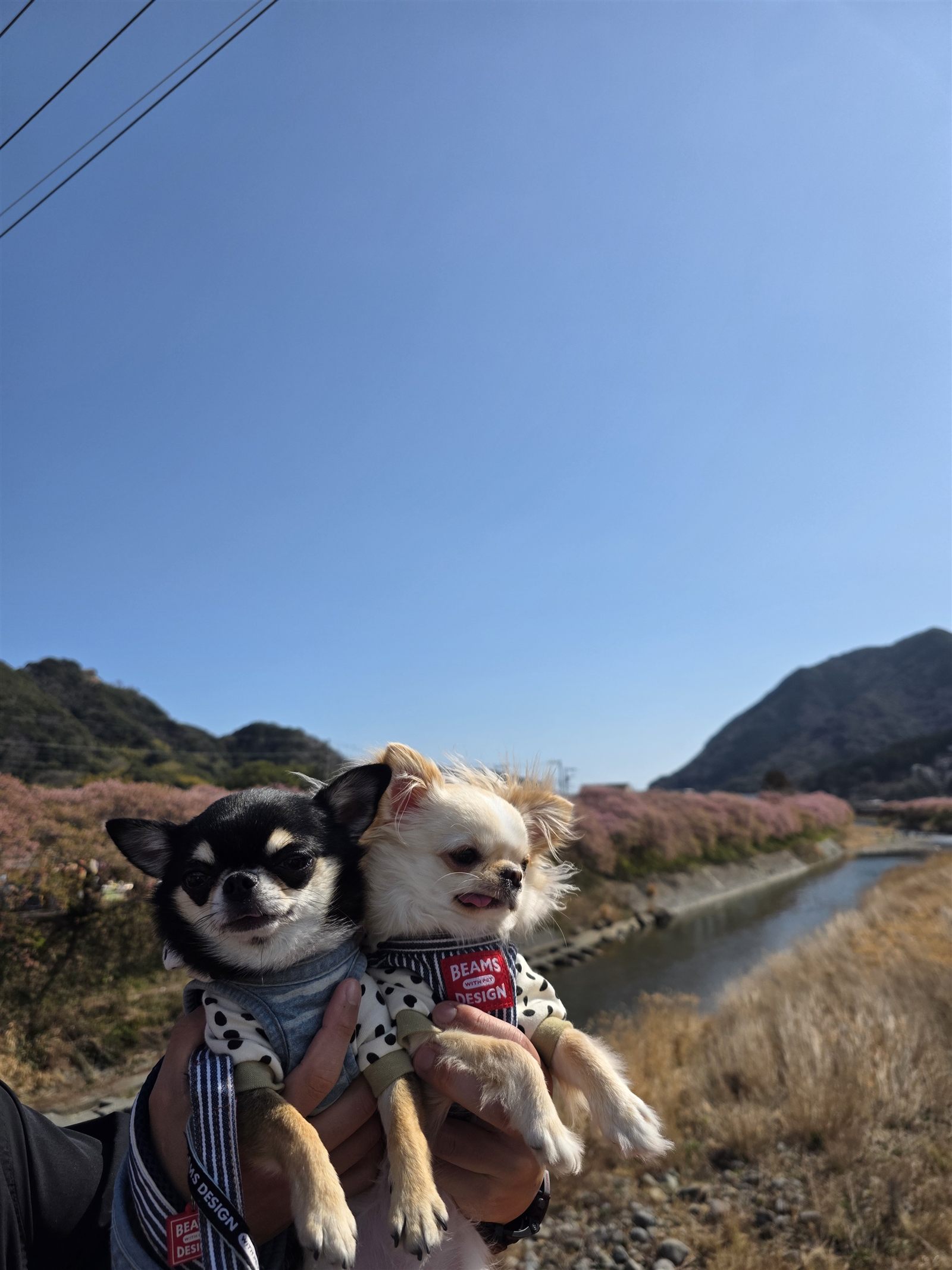 河津川と川沿いに続く河津桜並木の遠景
