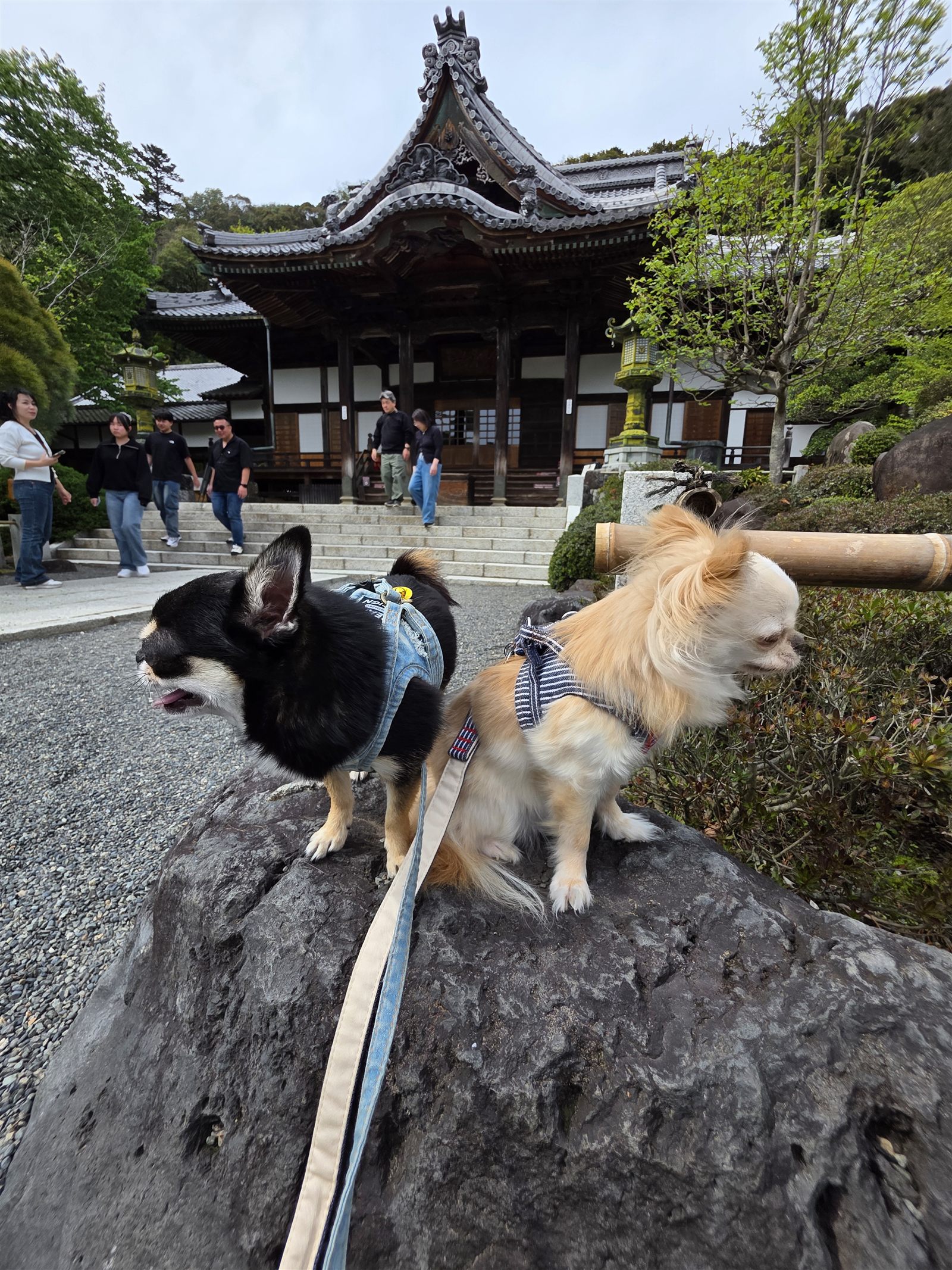 修禅寺の本堂前で記念撮影するてんとくぅ