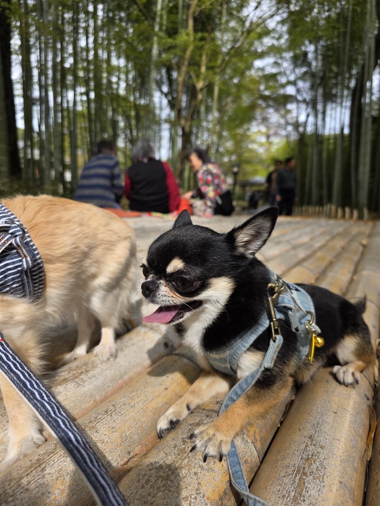 竹林の小径の竹ベンチでくつろぐてんとくぅ