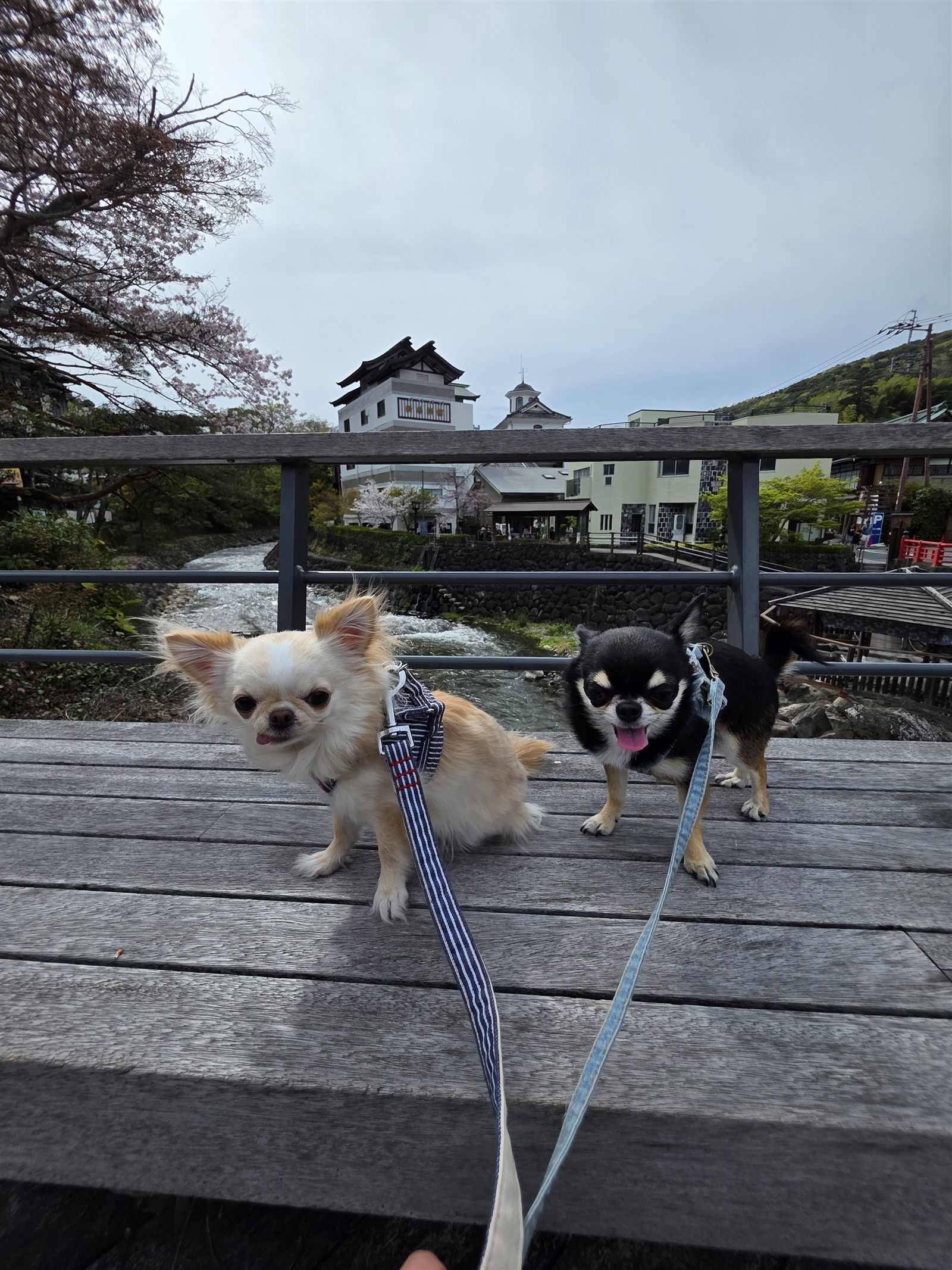 桂川にかかる橋の上から望む修善寺温泉街としだれ桜、てんとくぅ