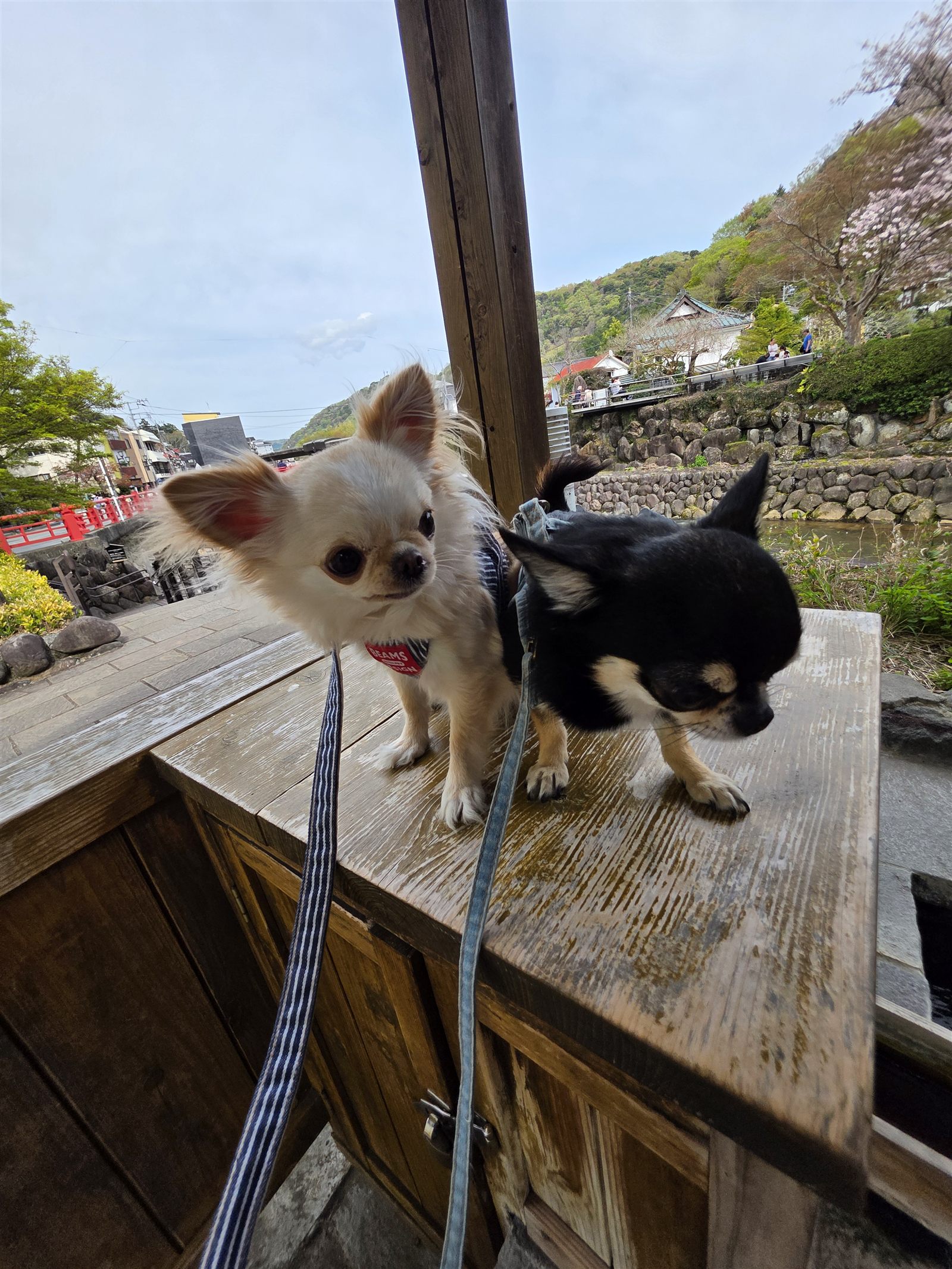 茶屋の縁台にならぶてんとくぅ