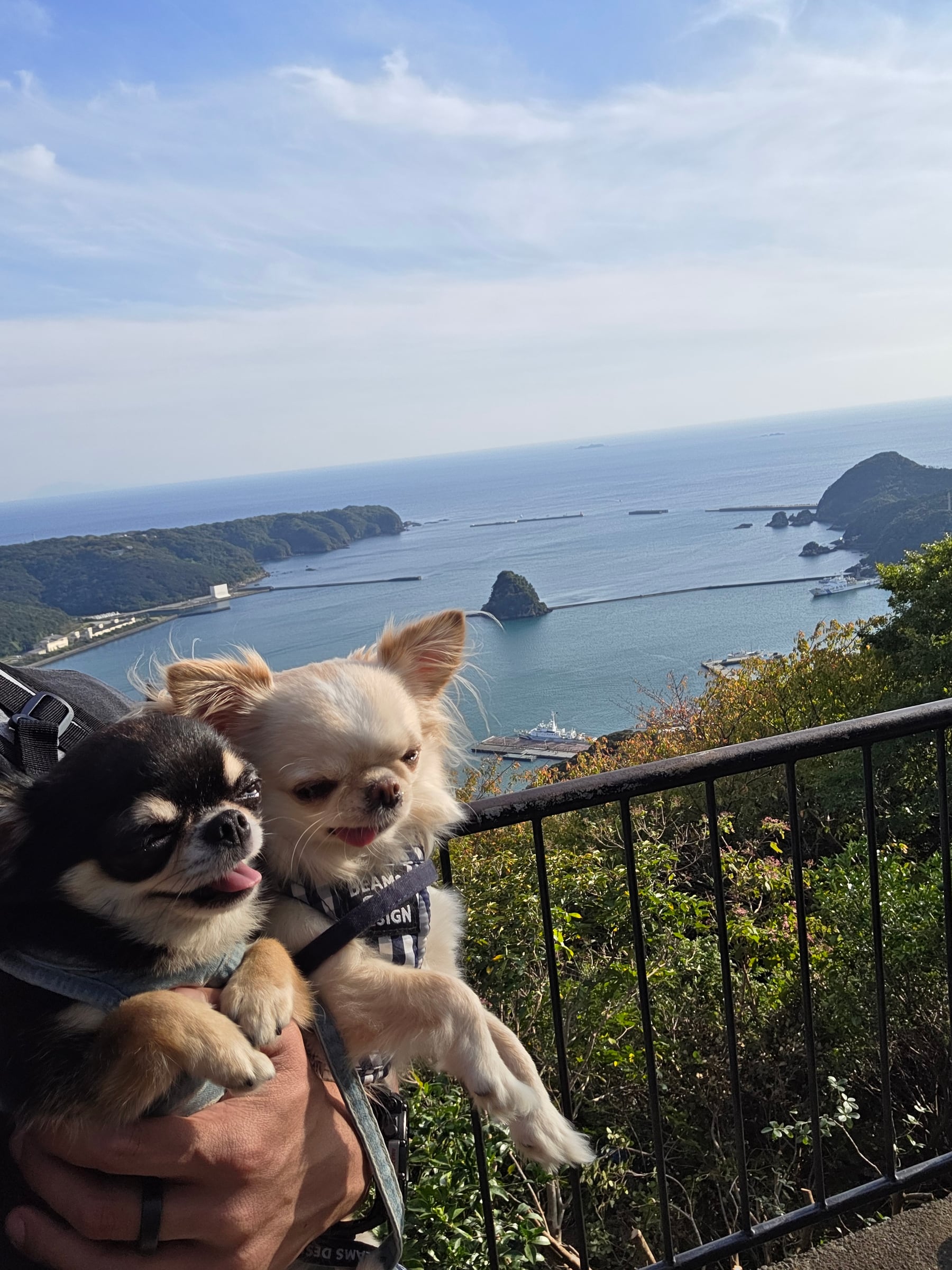 下田港を背に並んだてんとくぅ