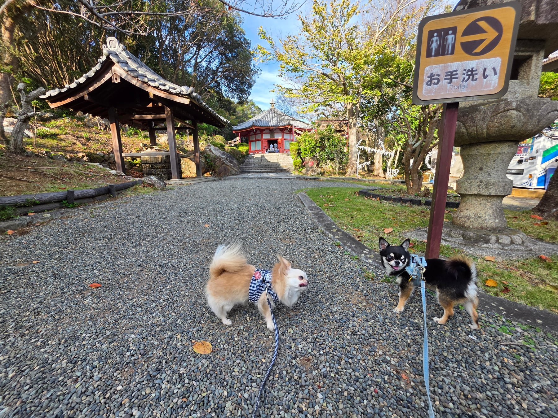 愛染堂へ向かう遊歩道を歩くてんとくぅ
