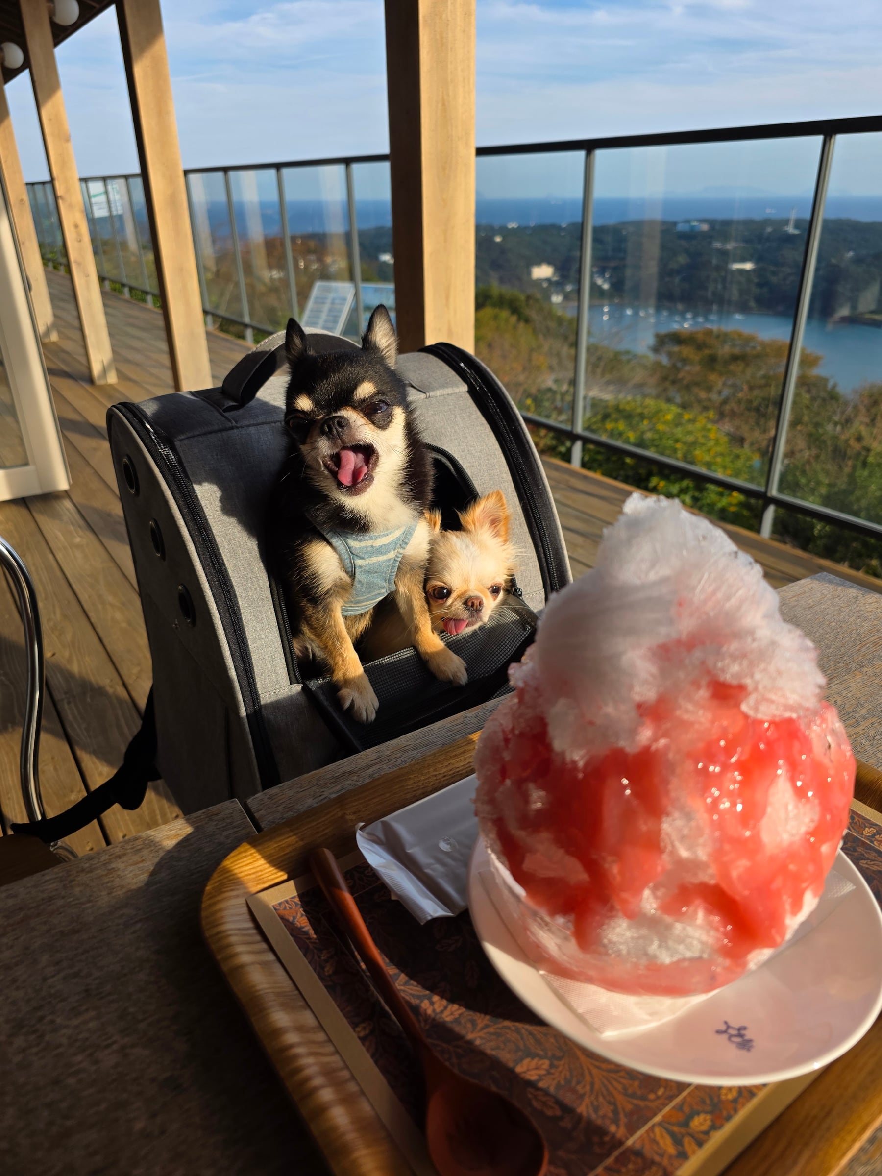 THE ROYAL HOUSEのテラスで桃のかき氷を前にしたてんとくぅ