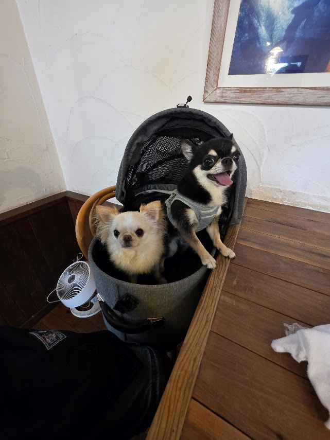 エアバギーのコットで並ぶてんとくぅ