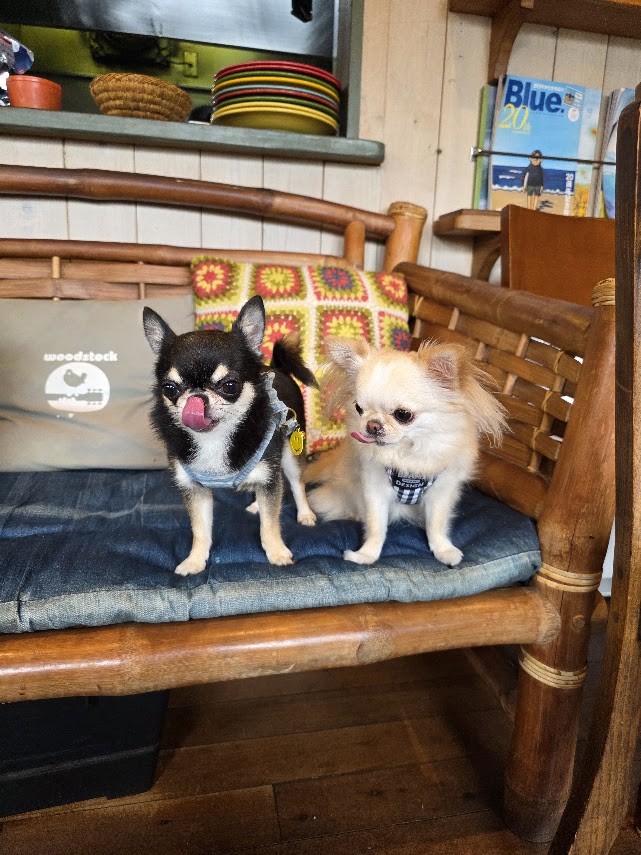 South cafeのベンチに並ぶてんとくぅ