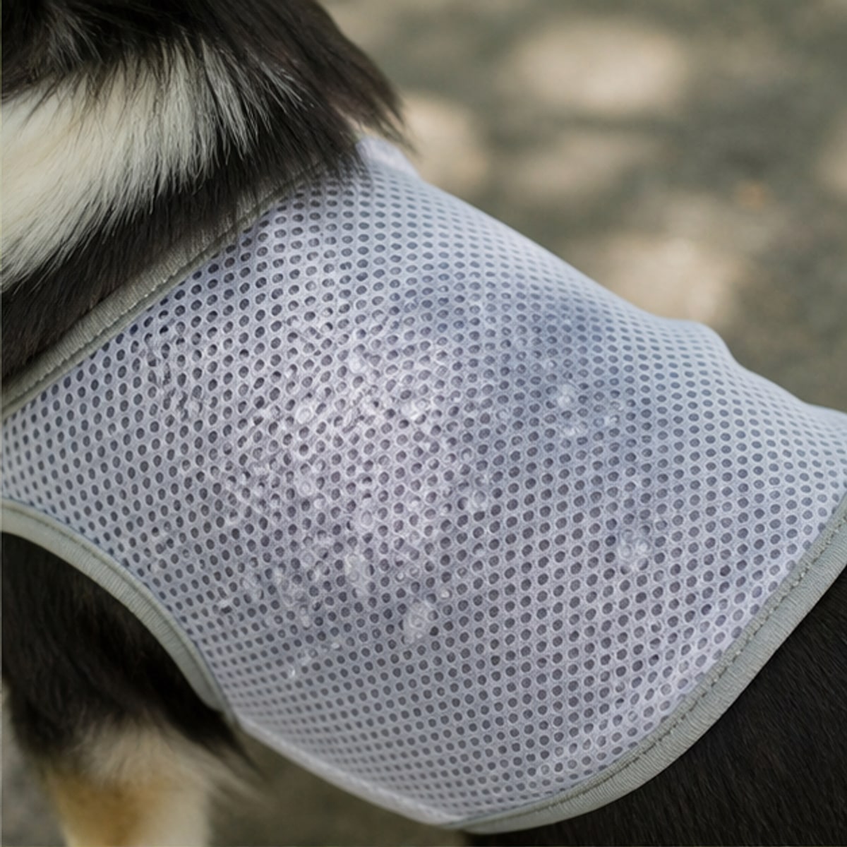 犬用クールベスト（保冷剤ポケット・気化熱）の紹介画像2