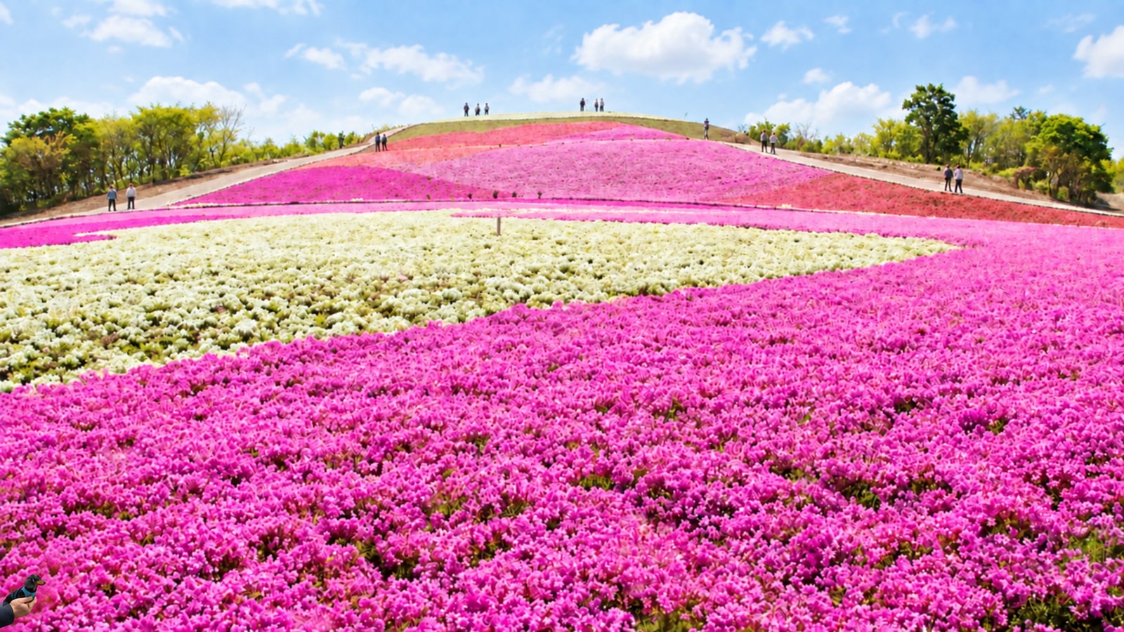 茶臼山高原 芝桜の丘（天空の花回廊）（AIイメージ画像）