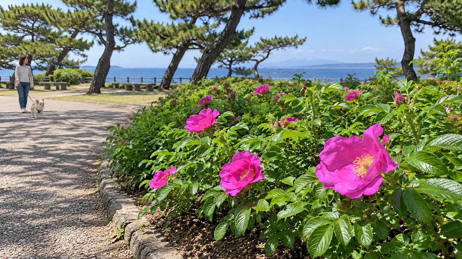 県立葉山公園・大浜海岸のAIイメージ画像4