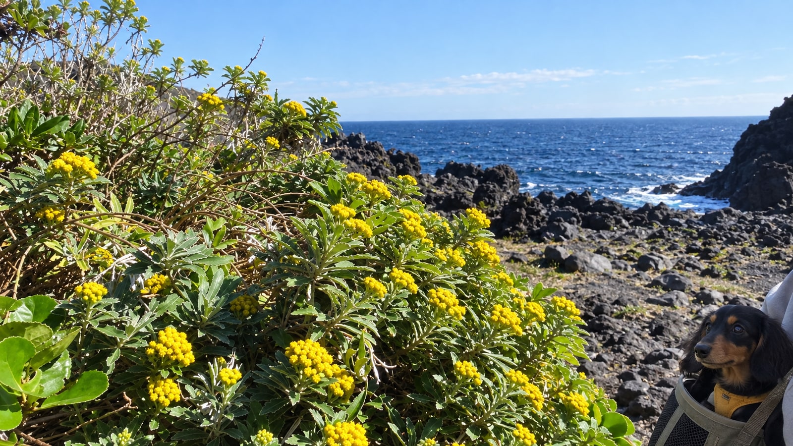 城ヶ崎海岸・門脇つり橋のAIイメージ画像4