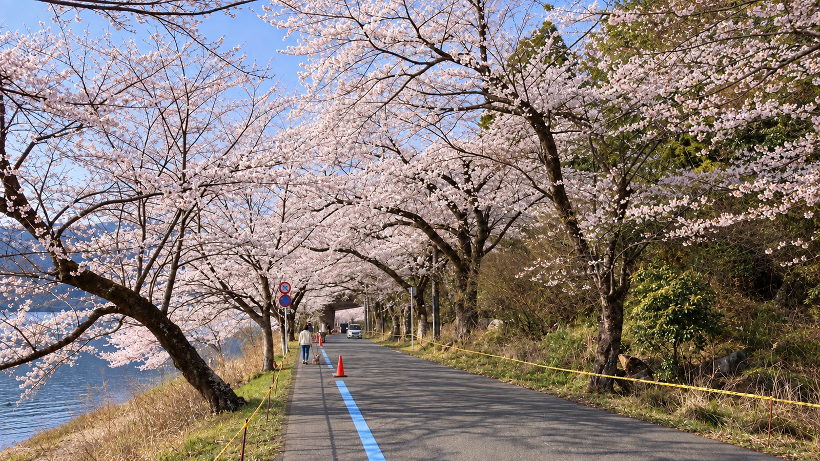 海津大崎の桜並木（AIイメージ画像）