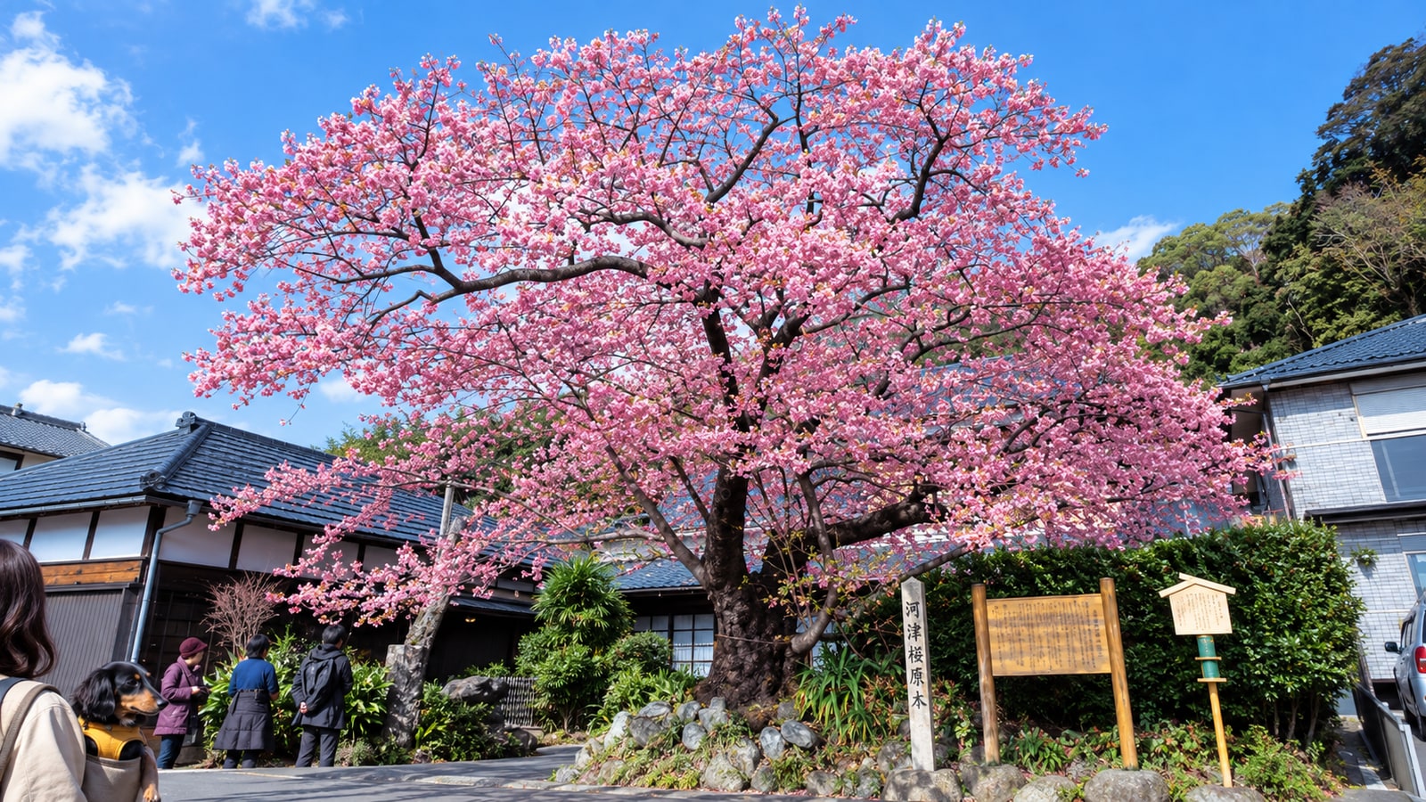 河津桜並木（河津桜まつり・河津川沿い）のAIイメージ画像2