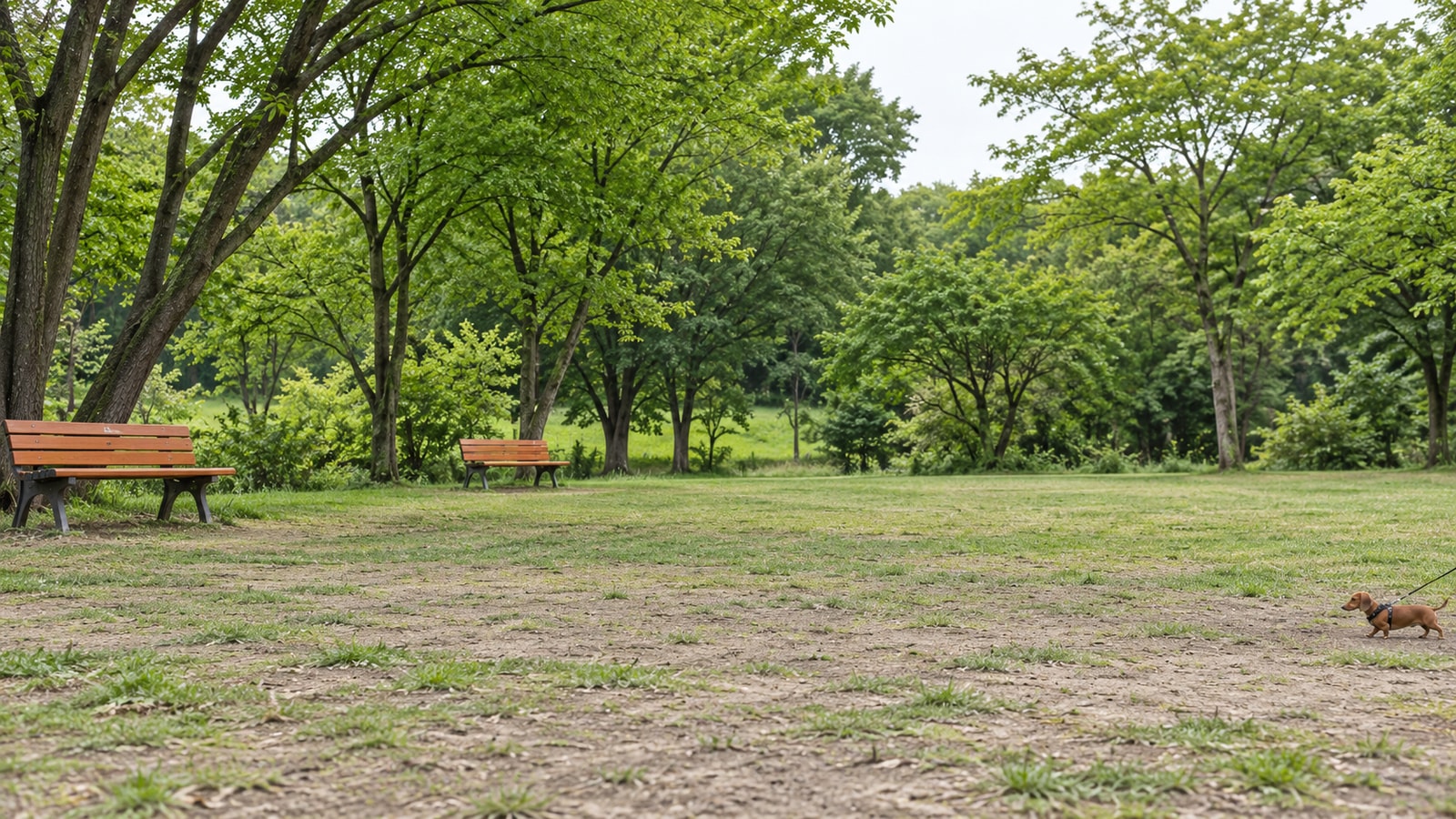 水元公園 ドッグラン（AIイメージ画像）