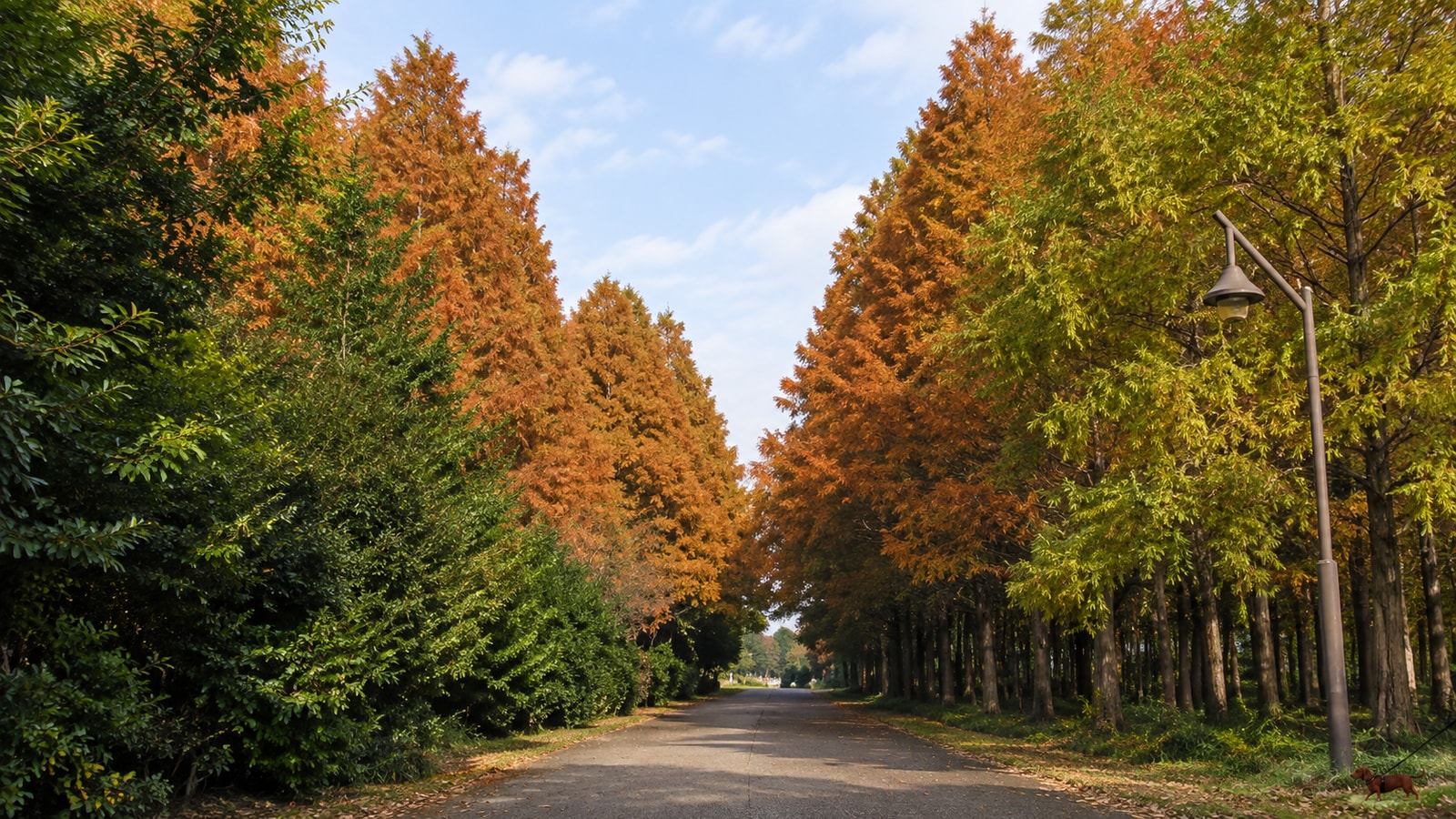 水元公園 ドッグランのAIイメージ画像4