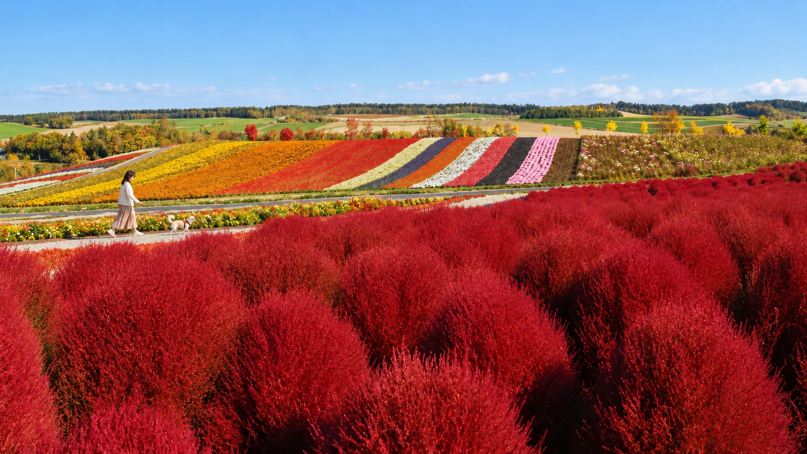 展望花畑 四季彩の丘（AIイメージ画像）