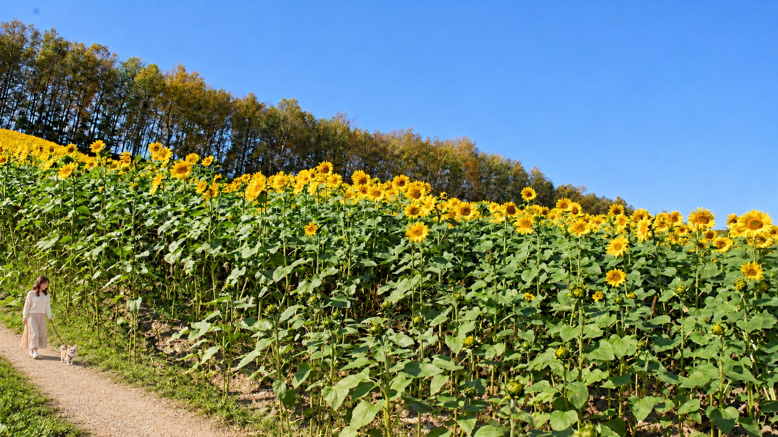展望花畑 四季彩の丘のAIイメージ画像2