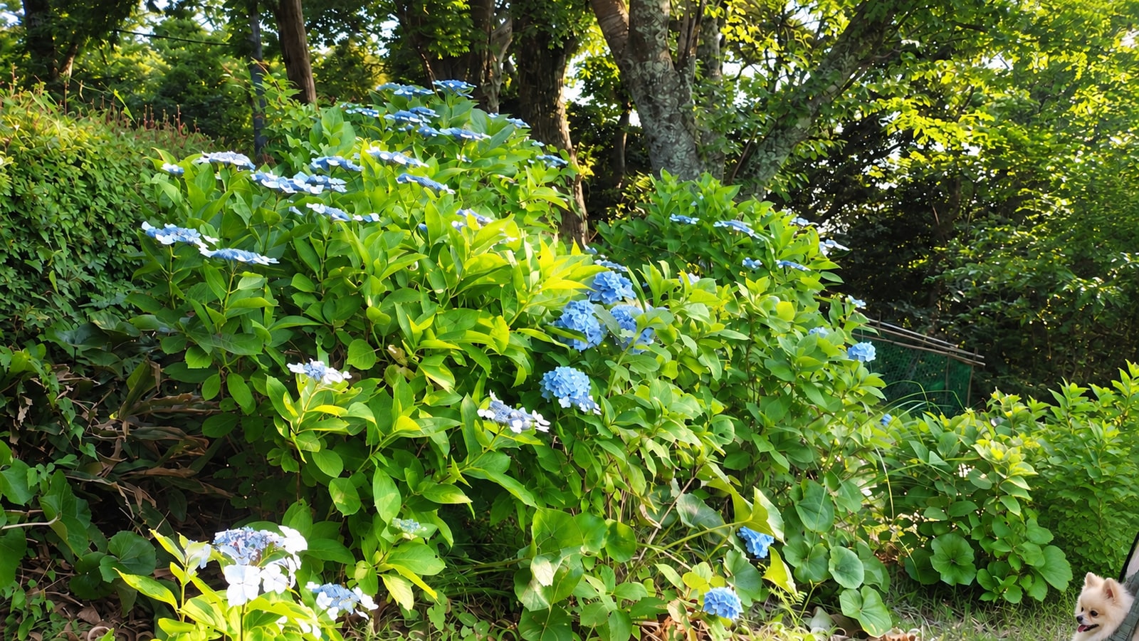 牛原山町民の森（牛原山展望台）のAIイメージ画像4